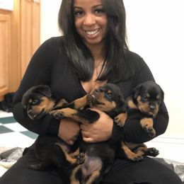Rottweiler Puppies from Maniac Kennels