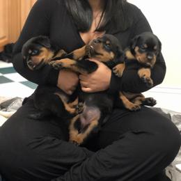 Rottweiler Puppies from Maniac Kennels