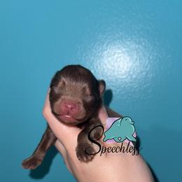 Bruno - Chocolate and tan male Pomeranian puppy in Perry County, Ohio from Speechless Pom’s