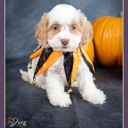 Sally - Red and white female Cockapoo puppy in Connersville, Indiana from Deaz Doodle Ranch