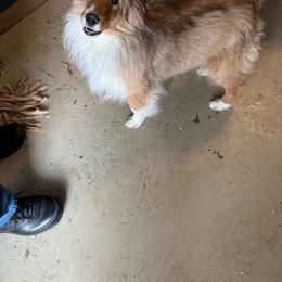 Brewer - Sable and white male Shetland Sheepdog puppy in Athens, Ohio from Armitage Shetland Sheepdogs