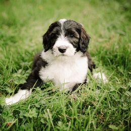 Sheepadoodle Puppies from Life Unleashed Farm