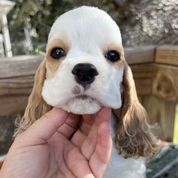 Boy 1 - Cocker Spaniel puppy from Sisu Cockers