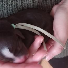Heath - Brown and white male Bernedoodle puppy in Fairfield, Illinois from Positively Doodles