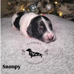 Snoopy - Piebald male Dachshund puppy in Modesto, California from Cabrera Family Kennels