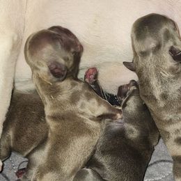 French Bulldogs from AVDO