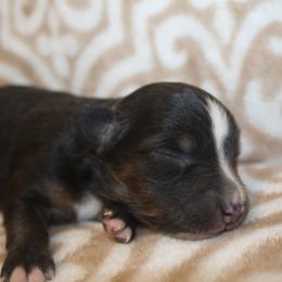 Seashell - Black tri female Miniature Australian Shepherd puppy in Licking, Missouri from Burnett Aussies