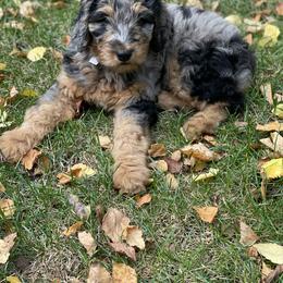 Aussiedoodle Puppies from Signature Doodles