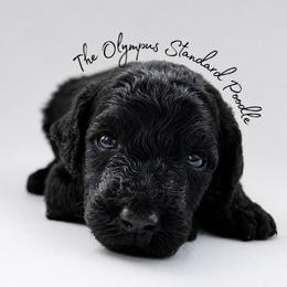Edmund - Phantom male Poodle puppy in Spring Hills, Florida from The Olympus Standard Poodle