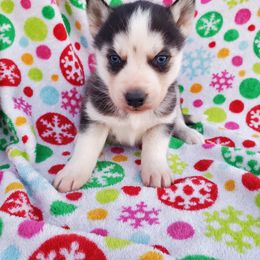 Siberian Husky Puppies from Haskins Huskies
