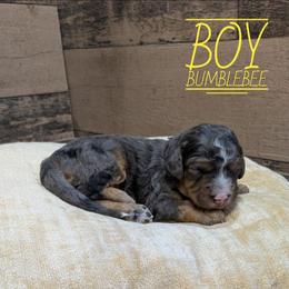 Bumblebee - Blue merle male Bernedoodle puppy in Cambridge, Minnesota from Country Meadow Doodles