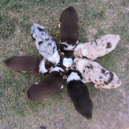 Australian Shepherd Puppies from Diane's Australian Shepherds