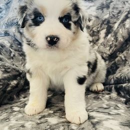 Australian Shepherd Puppies from Corbridge Aussies
