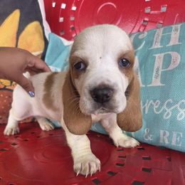 Pup - Mahogany and white female Basset Hound puppy in Dutton, Alabama from Synbella's Charming Basset's