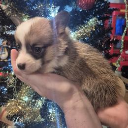 Pembroke Welsh Corgi Puppies from Chrismark