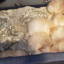 Goldendoodle Puppies from Toneytails Doodles