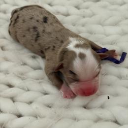 Polly Pocket - Purple Collar - Red merle female Australian Shepherd puppy in San Marcos, California from Faith Family Freedom Farm