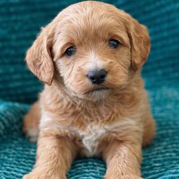 Benny - Red  male Goldendoodle puppy in Pahrump, Nevada from Cold Creek Doodles