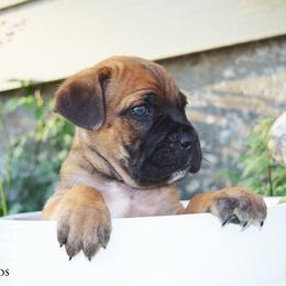 Green Male - Fawn male Cane Corso puppy in Emmett, Idaho from NorthWood’s Cane Corso