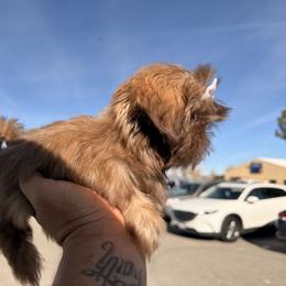 Camila - Liver female Shih Tzu puppy in Apple Valley, California from Garcia_shihtzu