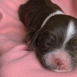 Baby Becky - Brown and white Cocker Spaniel puppy in Virginia from S&J Spaniels