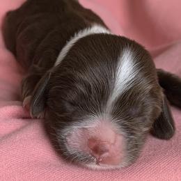 Baby Becky - Brown and white Cocker Spaniel puppy in Virginia from S&J Spaniels