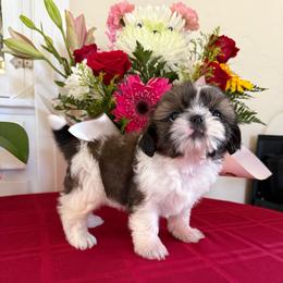 Rayna - AKC Champion Bloodline - Tricolor female Shih Tzu puppy in Long Beach, California from Prieto Shih-Tzu's