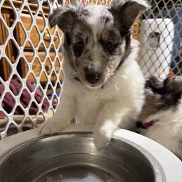 Shetland Sheepdog Puppies from Greener Fields Shelties