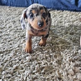 Dachshund Puppies from Heather Nelson