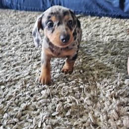 Dachshund Puppies from Heather Nelson