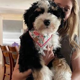 Sophie - Bernedoodle