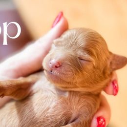 Pop - Red female Cavapoo puppy in Idaho Falls, Idaho from Freckle Paw Family