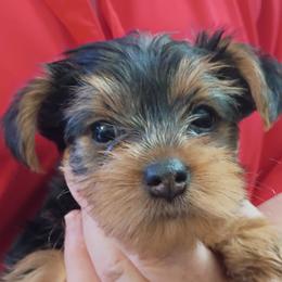 Rita - Black and tan female Yorkshire Terrier puppy in Potomac, Maryland from Fabiana's Yorkshire Terriers