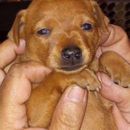 Miniature Pinscher puppies from Davilg Min Pins