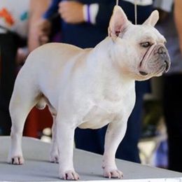 Spike - French Bulldog
