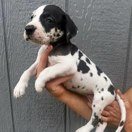 Captain marvel - Harlequin female Great Dane puppy in Florida from Beachside Kennels