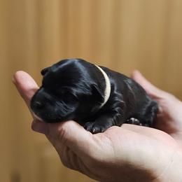White collar - Black female Whoodle puppy in O'neill, Nebraska from Willowdale Doodles