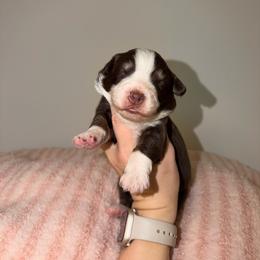 Nickel - Red tri-color female Australian Shepherd puppy in Anniston, Alabama from All Hale Aussies