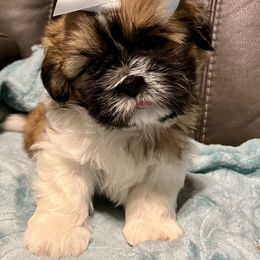 Shih Tzu Puppies from Wanda M Golden