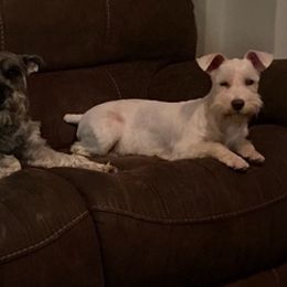Miniature Schnauzers from Savannah's Schnauzers
