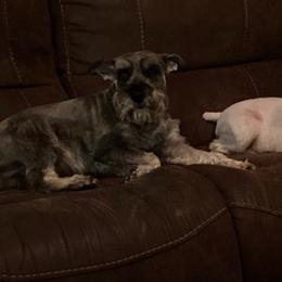 Miniature Schnauzers from Savannah's Schnauzers