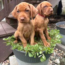 Vizsla puppies from Tallgrass Vizslas