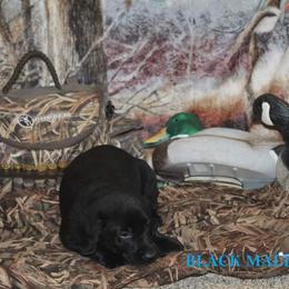 Labrador Retriever Puppies from Copper Creek Outfitters and Kennel
