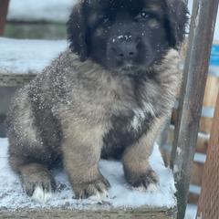 Leonberger Puppies from Inglenook Kennel
