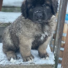 Leonberger Puppies from Inglenook Kennel