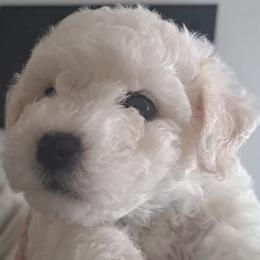 Bichon Frises, Cavachons, and Cavalier King Charles Spaniels from Sarah's Cavachons & King Charles Cavalier Spaniels