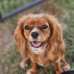 Ruby - Cavalier King Charles Spaniel