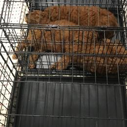 Goldendoodle Puppies from Bear Ridge Doodles