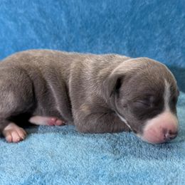 Gazelle - Blue brindle female Whippet puppy in Gentry, Arkansas from Mardel Robeson of Mulberry Hollow Whippets