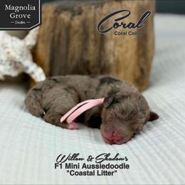 Coral - Coral Collar - Brown merle female Aussiedoodle puppy in Oxford, Alabama from Magnolia Grove Doodles